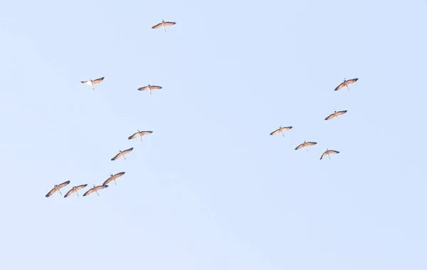 a flock of cranes high in the sky
