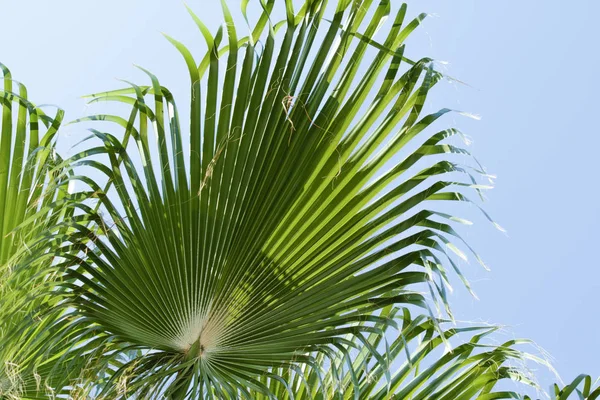 Liście Palmy Tle Nieba — Zdjęcie stockowe