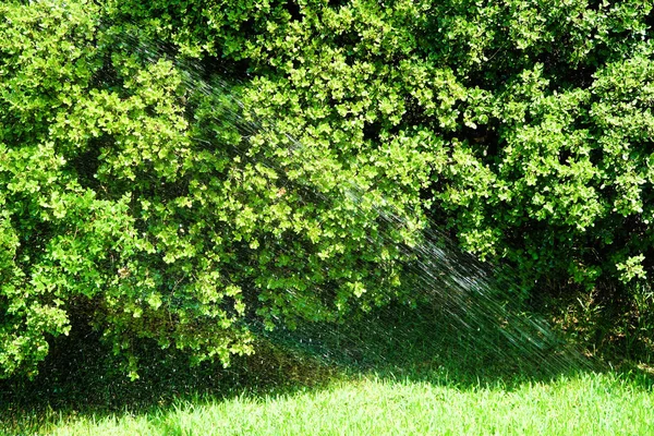 Podlewania Drzewo Rozpyloną Wodą — Zdjęcie stockowe