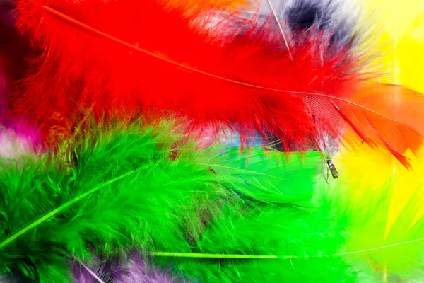 Bird Feathers Black Background — Stock Photo, Image