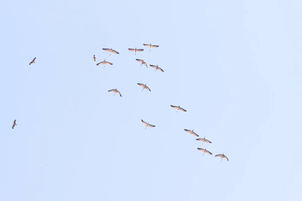a flock of cranes high in the sky