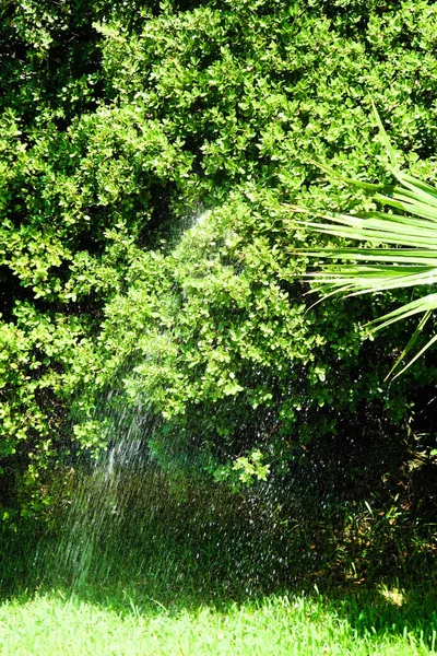 Regar Árbol Con Spray Agua —  Fotos de Stock