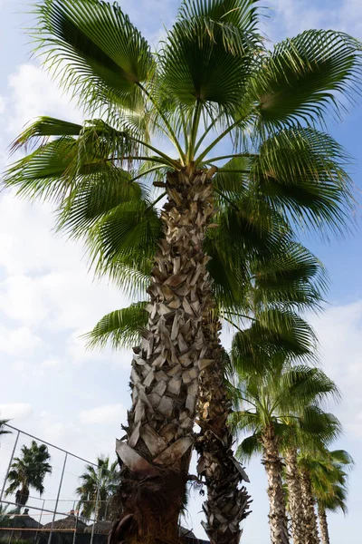 Sky Palmen Zomer Landschap — Stockfoto