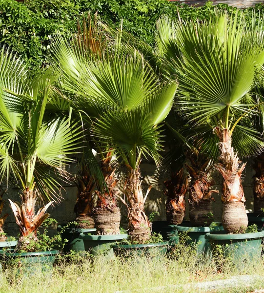 Palmblad Himlen Bakgrund — Stockfoto