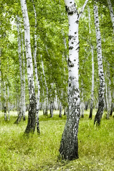 Forêt Bouleau Paysage Été — Photo