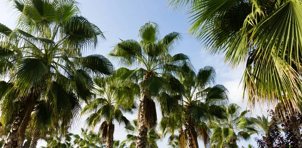 天空棕榈夏天风景 — 图库照片