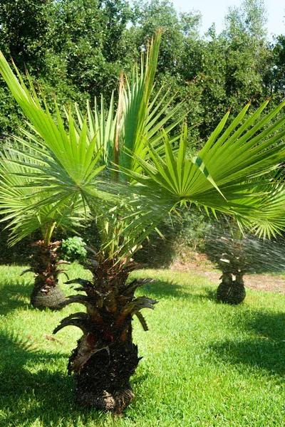 Gröna Blad Palms Sky Landskap — Stockfoto