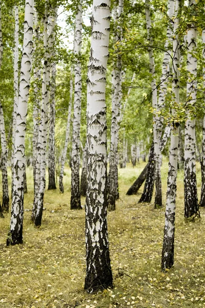 Birch Las Krajobraz Jesienny — Zdjęcie stockowe