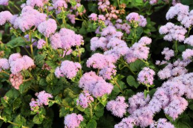 yaz çiçek flowerbed peyzaj üzerinde