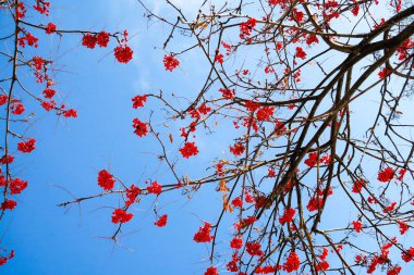 dağ kül gökyüzü kış arka planı meyvelerini
