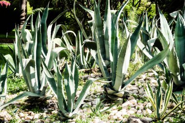 yeşil kaktüs yüksek doğa