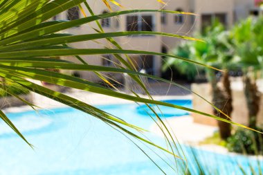 Palma havuzu yaz manzara