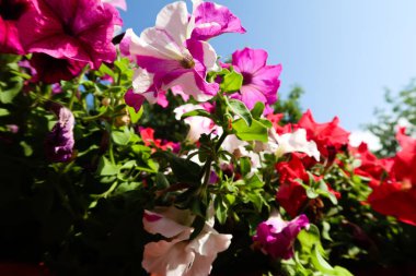 Petunya çiçek, gökyüzü manzara doğa