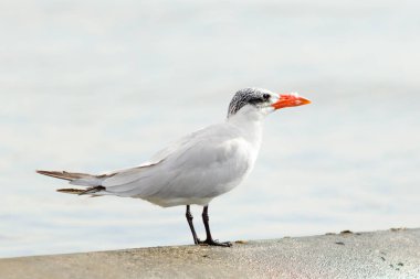 Martı deniz manzara oturur