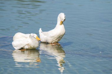 Beyaz ördek gölet üzerinde yaz