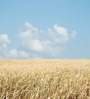 Buğday tarlası ve bulutlu mavi gökyüzü