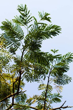 akasya yaprakları gökyüzüne karşı