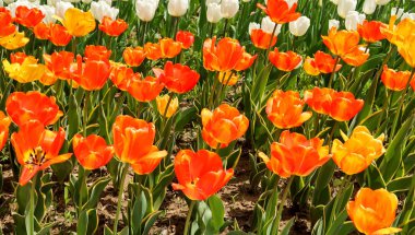 Lale bahar peyzaj alanı