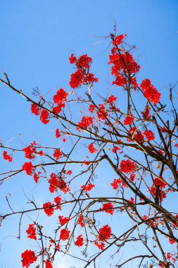 dağ kül gökyüzü kış arka planı meyvelerini