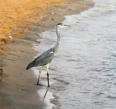 Büyük ak balıkçıl (Ardea alba) gri kuş