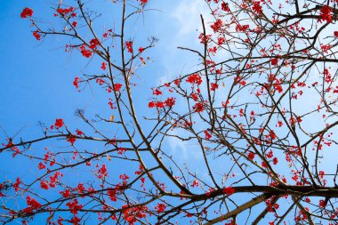 dağ kül gökyüzü kış arka planı meyvelerini