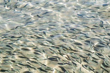 sığ deniz balığı, üstten görünüm