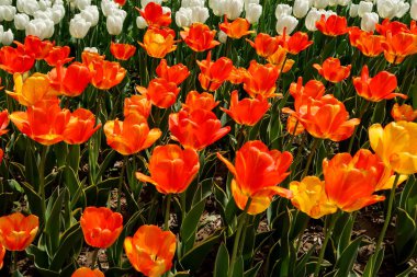 Lale bahar peyzaj alanı