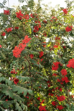 Dağ kül kırmızı meyveler ile doğal arka plan