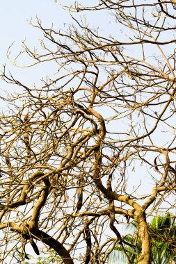 akasya yaprakları gökyüzüne karşı