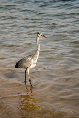 Büyük ak balıkçıl (Ardea alba) gri kuş