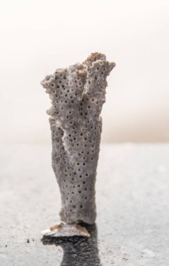 kireçtaşı mercan parçası