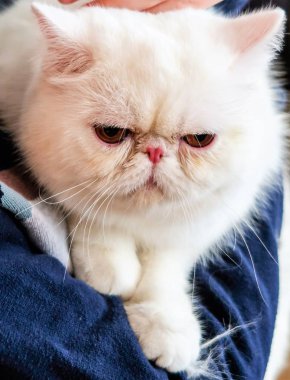 kedi eve yakın çekim portre