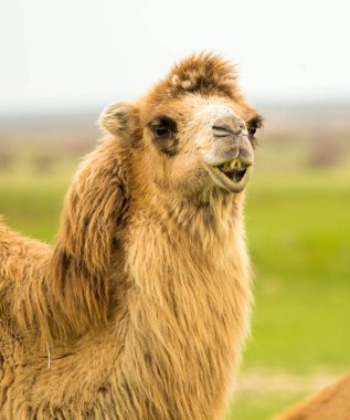 bir deve bahar portresi