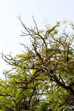 akasya yaprakları gökyüzüne karşı