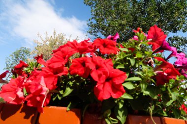 Petunya çiçek, gökyüzü manzara doğa