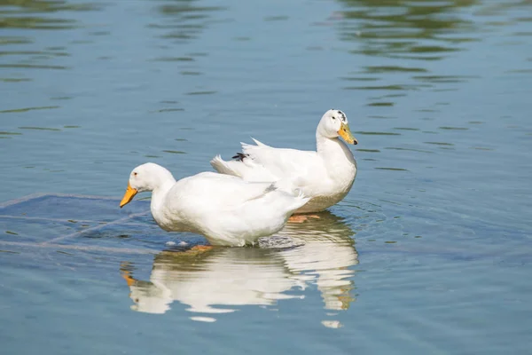 Patos Blancos Estanque Verano —  Fotos de Stock