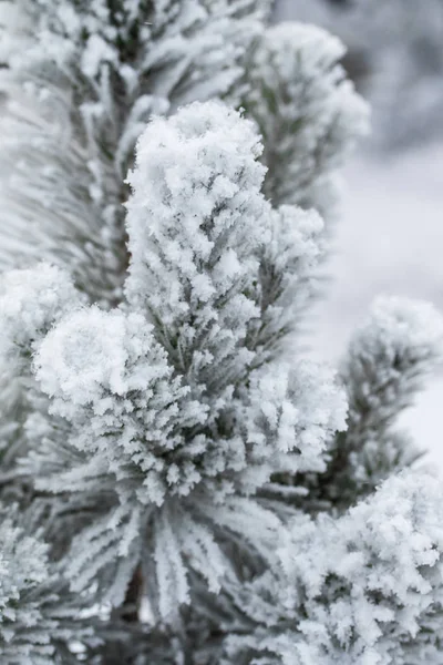 Sníh Jehličí Jedle Zblízka — Stock fotografie