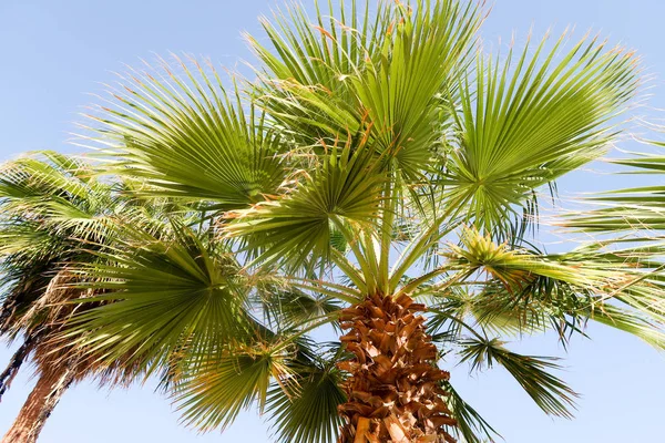 Palmera Contra Cielo Paisaje —  Fotos de Stock