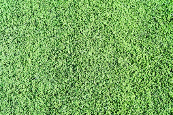 Green artificial turf background