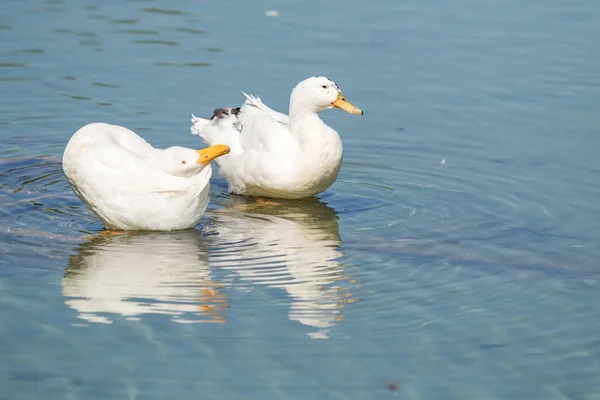 Patos Blancos Estanque Verano —  Fotos de Stock