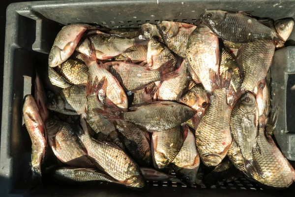 Karas Obecný Ryb Jako Pozadí — Stock fotografie