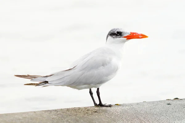 Gaivota Senta Paisagem Mar — Fotografia de Stock