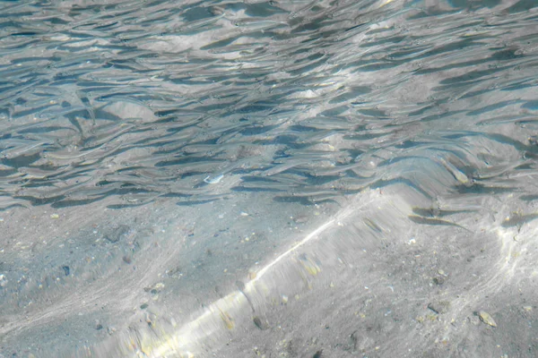 Неглибока Морська Риба Вид Зверху — стокове фото