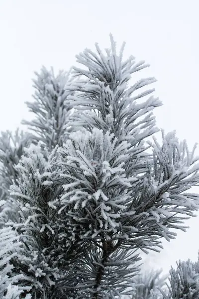 Nieve Las Agujas Los Abetos Cerca —  Fotos de Stock