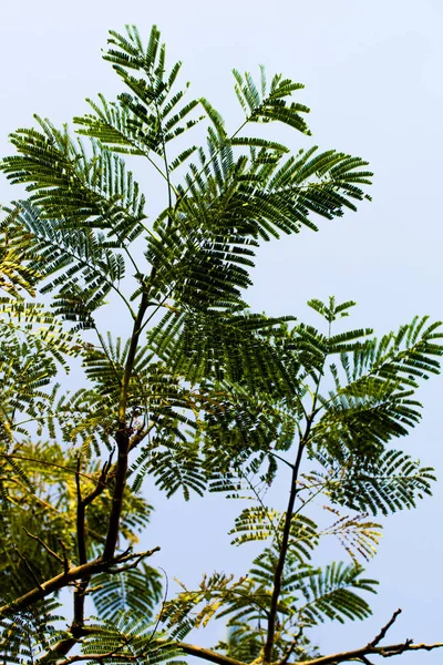 akasya yaprakları gökyüzüne karşı