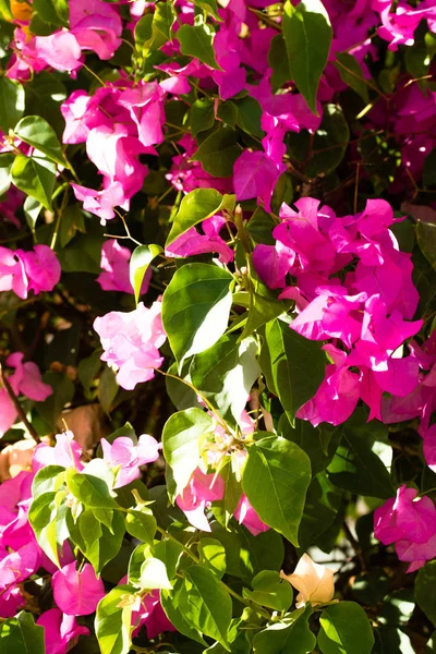 Flores Rosadas Paisaje Naturaleza Fondo —  Fotos de Stock