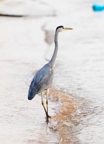 Grande Egret Ardea Alba Sobre Fundo Natural — Fotografia de Stock