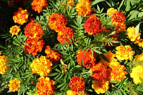 Flower Marigold Landscape Background — Stock Photo, Image