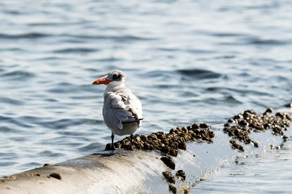 Camar Duduk Lanskap Laut — Stok Foto