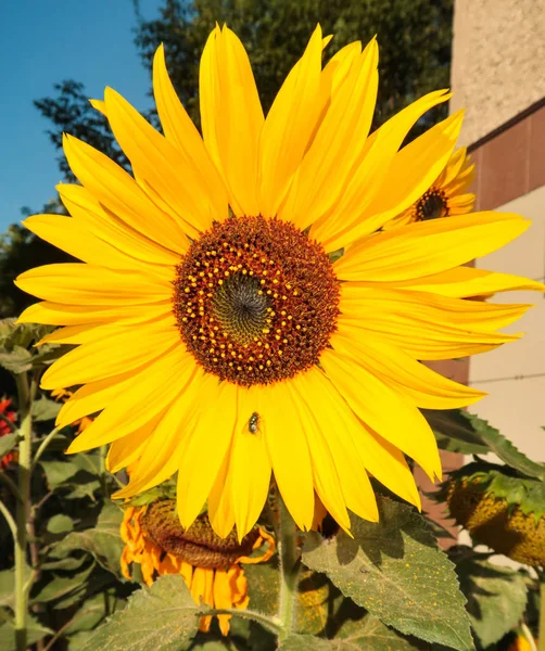 Flor Girasol Naturaleza Paisaje — Foto de Stock